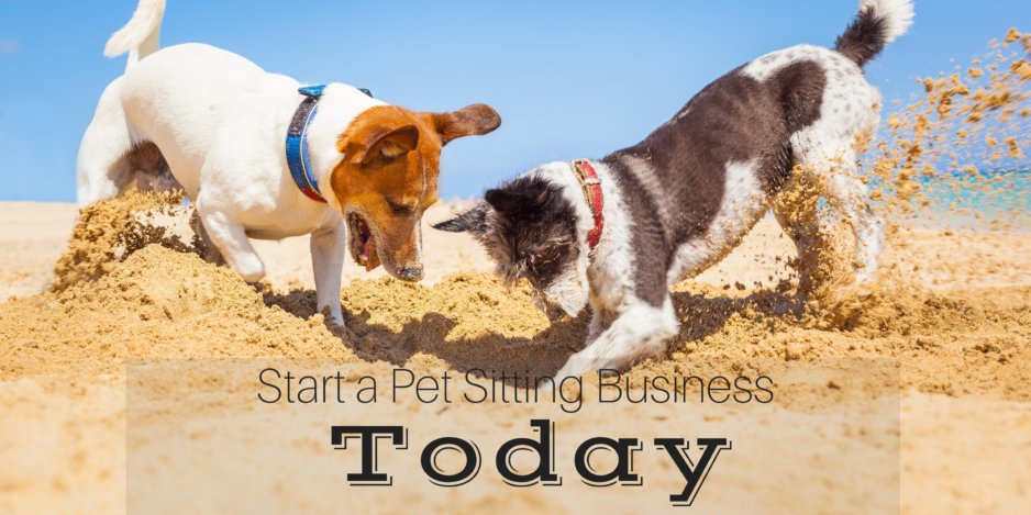 start a petting sitting business